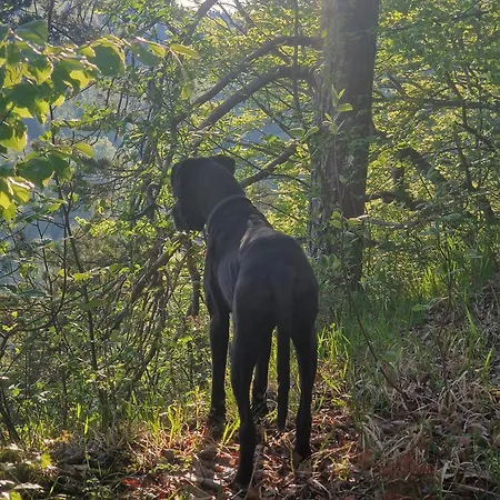 Alb - Lotte Casa de Férias