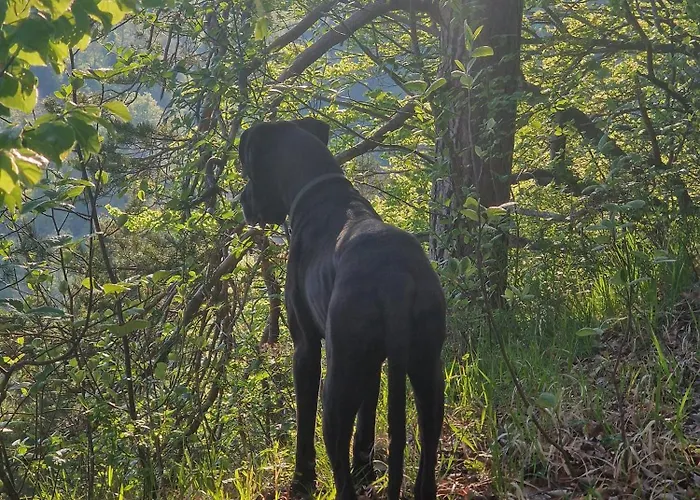 Alb - Lotte Casa vacanze